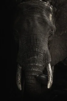 Photo art by Yannick Hain: Portrait of an elephant with a thoughtful expression