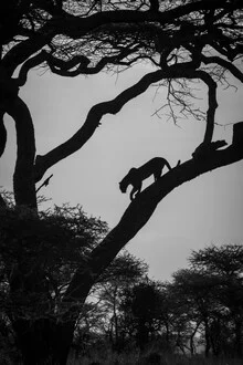 Photo art by Yannick Hain: Leopard relaxing in a tree at sunset