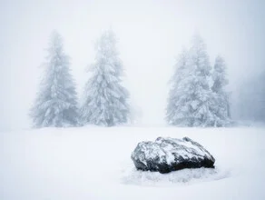 Frosty morning with snow-covered trees and gentle fog