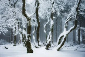Photo by Heiko Gerlicher: mystical forest with fog and snow-covered trees