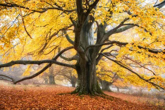 Photo art by Heiko Gerlicher: mist envelops a serene forest in autumn