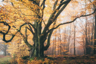 Heiko Gerlicher, Creatures of the woods VII
