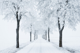 Heiko Gerlicher, Winter avenue (Germany, Europe)