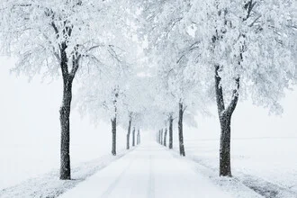 Winter avenue with snow-covered trees in a calm, frosty atmosphere.
