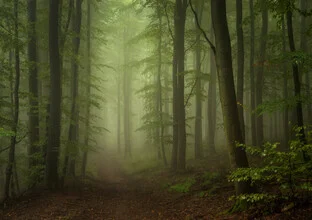 Photo art by Heiko Gerlicher: Fog envelops a calm forest with tall trees.