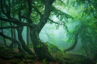 Photo art by Heiko Gerlicher: fog envelops a forest with green trees