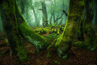 Heiko Gerlicher, Creatures of the woods XII