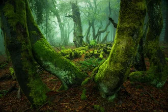Photo art by Heiko Gerlicher: mist envelops trees in a mystical forest.