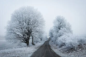 Photo art featuring a winter path surrounded by frosty trees in the woods.