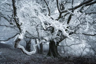 Photo art: serene forest with fog and frost-covered trees
