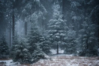 Photo by Heiko Gerlicher: serene winter forest with fog and snow-covered trees