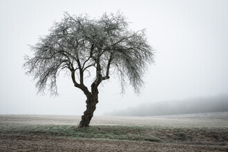 Heiko Gerlicher, Solitary tree # 2