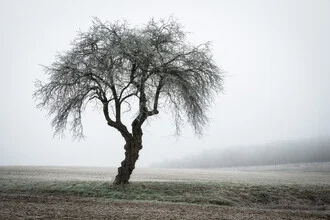A solitary tree in fog, surrounded by autumn colors and a calm atmosphere.