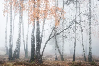 Photo art by Heiko Gerlicher: foggy forest with birch trees in autumn