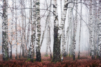 Heiko Gerlicher, Wald XI - Deutschland, Europa)