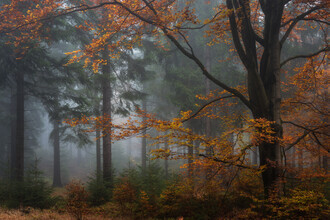 Heiko Gerlicher, Woodland XV