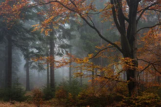 Photo art by Heiko Gerlicher: calm foggy forest with soft colors