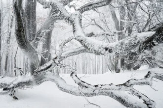 Photo art by Heiko Gerlicher: mist-covered trees in a winter forest
