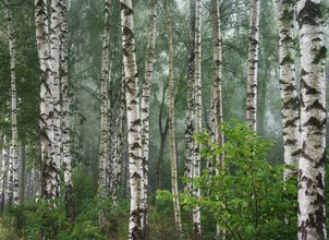 Wald XVIII - fotokunst von Heiko Gerlicher