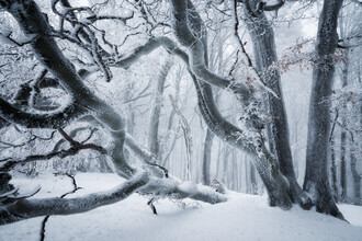 Heiko Gerlicher, Creatures of the woods XVI