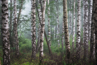 Heiko Gerlicher, Woodland XIX