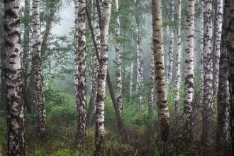 Photo art by Heiko Gerlicher: calm forest with fog and birch trees