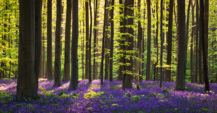 Heiko Gerlicher, Woodland XX