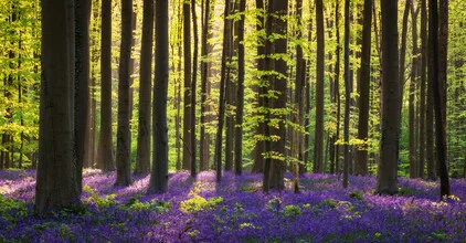 Photo art by Heiko Gerlicher: serene forest with blooming bluebells in spring