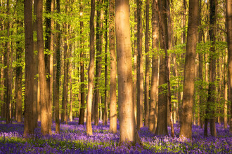 Heiko Gerlicher, Woodland XXI