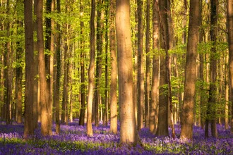 Photo art by Heiko Gerlicher: gentle woodland scene with blooming plants in spring