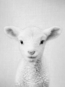 Photo art by Gal Pittel: black and white lamb in a field