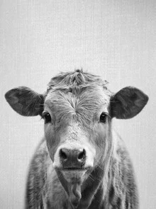Black and white photo art by Gal Pittel: cute cow with curious eyes
