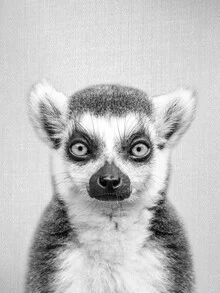 Lemur in black and white: curious gaze and friendly demeanor.