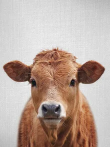 Photo of a curious cow peeking with a shy expression in nature