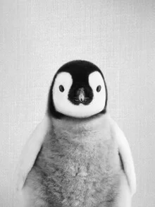 Black and white photo art of a cute baby penguin on ice