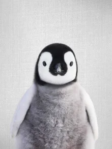Little penguin curiously looking at the camera, cheerful and calm mood.