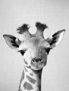 Black and white photo art by Gal Pittel: cute baby giraffe with big eyes.