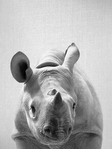 Funny black and white photo of a baby rhino with a curious look