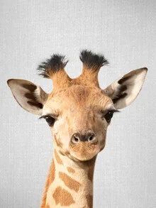 Baby giraffe peeks curiously from tall grass in soft gray tones.