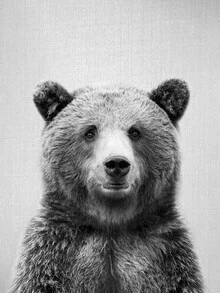 Black and white photo art by Gal Pittel: curious grizzly bear in portrait
