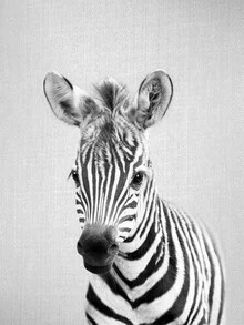Photo of a cute baby zebra with large, curious eyes