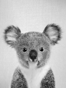 Photo art by Gal Pittel: cute baby koala in black and white with a gentle gaze