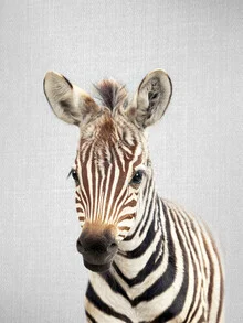 Photo art by Gal Pittel: curious baby zebra with big eyes in nature