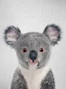 Baby koala peeking out curiously from a eucalyptus tree.