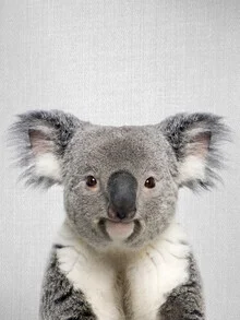 Playful koala curiously looking at the camera, comfortably perched in a eucalyptus tree