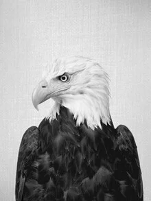 Black and white photo art: majestic eagle in flight, calm mood, modern composition