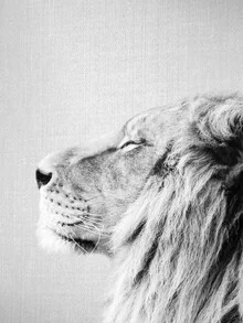 Black and white photo art: Portrait of a lion with a calm expression