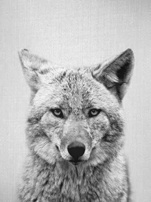 Black and white photo of a coyote with soft lines and a natural mood