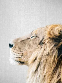 Portrait of a lion gazing at the camera, featuring gentle eyes and a calm expression.