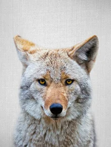 Photo art by Gal Pittel: cute coyote under a clear sky